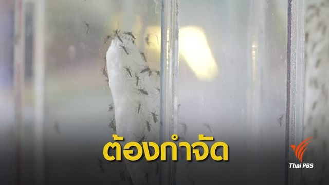 ไม่คุมแหล่งเพาะพันธุ์ยุงลาย จำคุก 3 เดือน ปรับ 2.5 หมื่นบาท