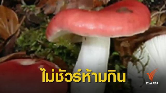 แค่ 5 เดือนกิน "เห็ดพิษ" เสียชีวิต 5 คน ป่วย 141 คน