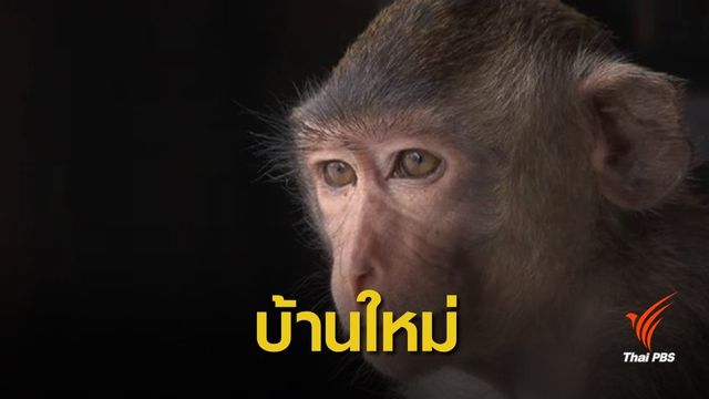 สำรวจสวนลิง บ้านใหม่ "เจ้าจ๋อลพบุรี" ถูกปล่อยร้าง