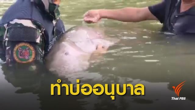 ดูพื้นที่ทำบ่ออนุบาลพะยูนมาเรียมช่วงมรสุม