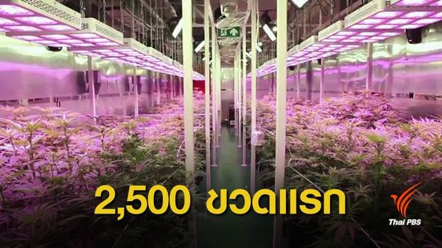 อภ.ยันสารสกัดกัญชา 2,500 ขวดแรก ใช้กับผู้ป่วย 2 โครงการวิจัย