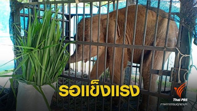 ฟื้นฟูร่างกาย "หนูแดง" ลูกช้างป่าพลัดหลง ก่อนปล่อยคืนป่า