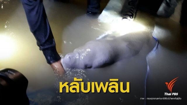 ปรับแผนใหม่! ฝึก "มาเรียม" หนีน้ำขึ้นน้ำลงหลังหลับเพลินเกยตื้น