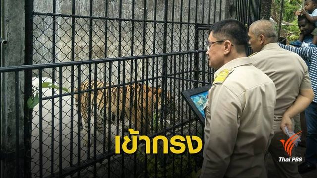 สวนสัตว์ภูเก็ตอ้าง "ล่ามโซ่เสือ" หวั่นทำร้ายนักท่องเที่ยว 