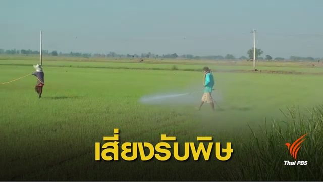 รับจ้างฉีดยาฆ่าแมลง "ชีวิต" บนความเสี่ยงโรคเนื้อเน่า 