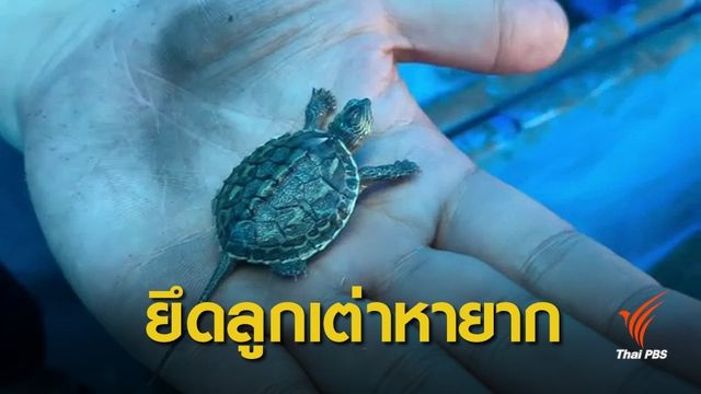 จับรถตู้ขนลูกเต่าใกล้สูญพันธุ์กว่า 4,500 ตัว คาด่านตรวจ