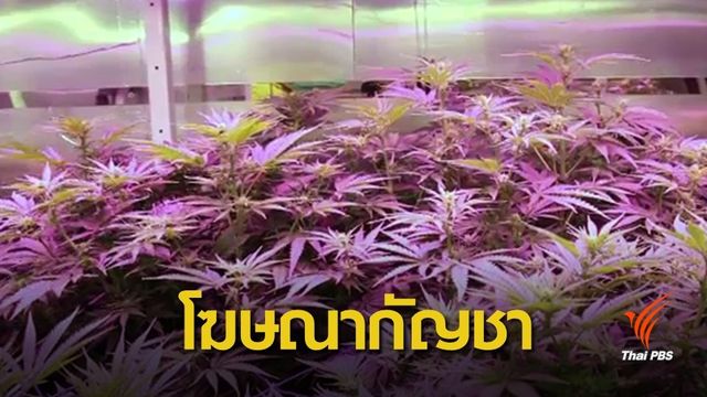 ครม.ไฟเขียวร่างกฎกระทรวงโฆษณากัญชา 