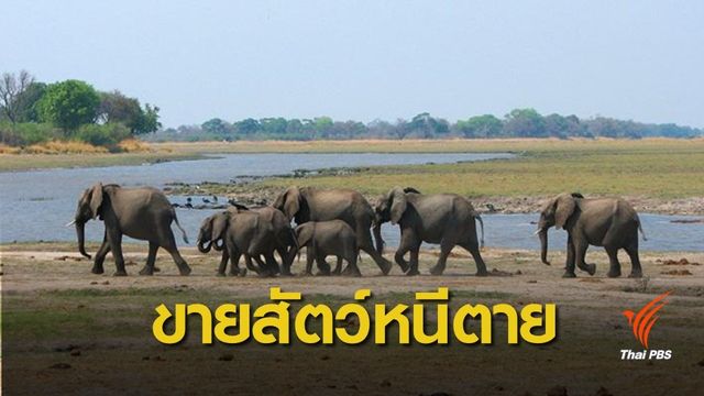 แล้งหนัก! "นามิเบีย" ประมูลขายสัตว์ 1,000 ตัว ห่วงขาดอาหารตาย