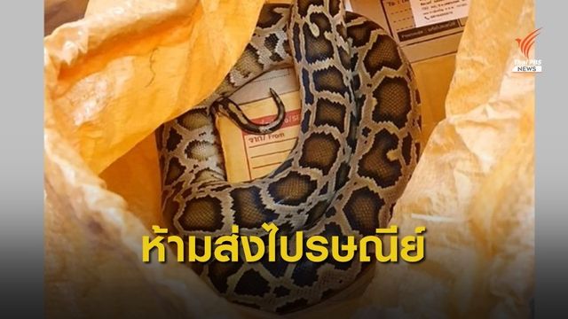 แตกตื่น "งูหลาม" โผล่ส่งไปรษณีย์ภาษีเจริญ