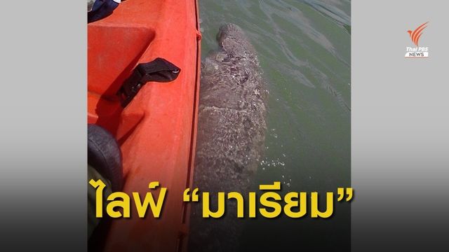 ทช.จ่อไลฟ์เกาะติดชีวิต “มาเรียม”พะยูนน้อย