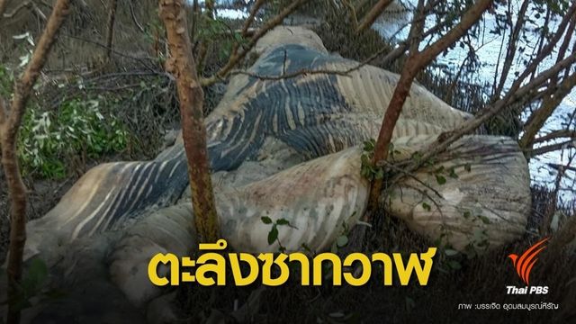  "วาฬบรูด้า" เกยตื้นตายอีก 1 ตัวใกล้ป้อมพระจุลฯ 