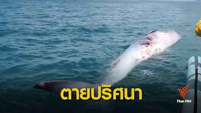 เร่งไขปริศนา! 1 เดือน "วาฬบรูด้า" ตาย 3 ตัว-ล่าสุดโผล่ทะเลชุมพร  