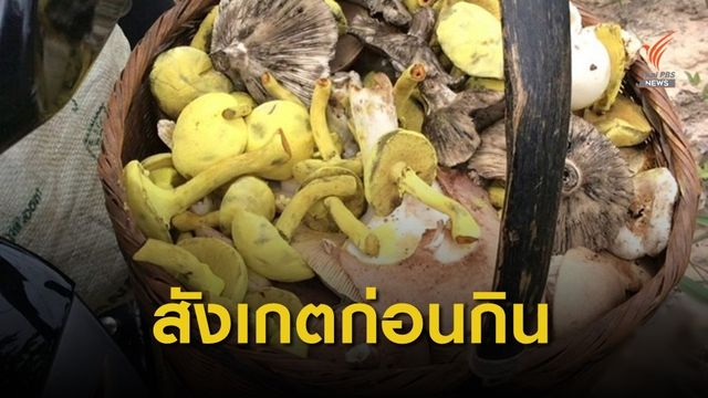 แพทย์เตือนกินเห็ดป่าช่วงหน้าฝน ระวังเป็นเห็ดพิษ