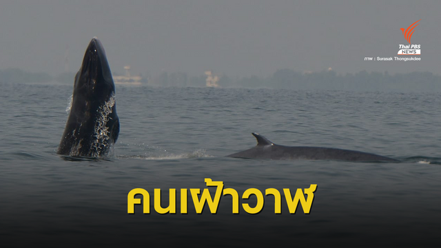 "สุรศักดิ์ ทองสุกดี" คนเฝ้าวาฬบรูด้า 