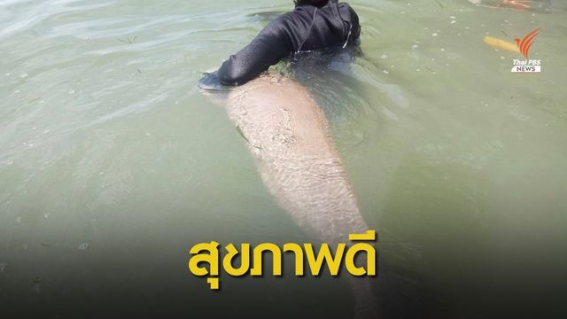 "มาเรียม" สุขภาพแข็งแรงดี กินนมได้มากขึ้น