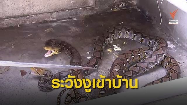 หน้าฝนเสี่ยงงูเข้าบ้าน พบคนถูกงูพิษกัดในไทยพุ่งสูง