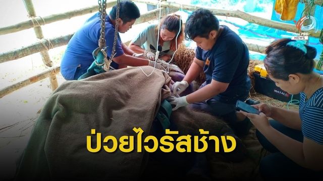 สุดเศร้า "หนูแดง" ลูกช้างป่วยโรคเฮอร์ปีส์ไวรัสตายแล้ว