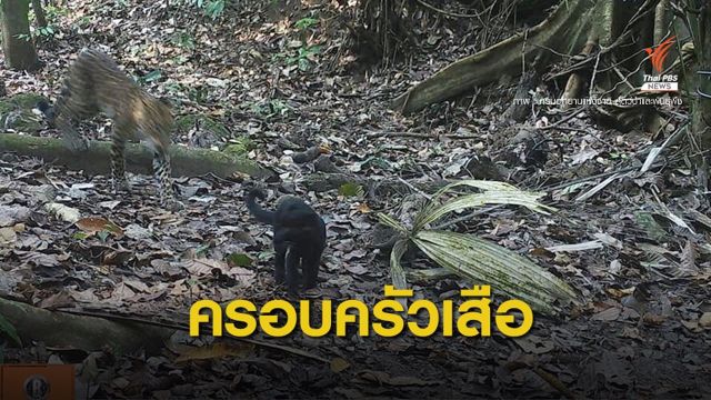 "แก่งกระจาน" โชว์ภาพเสือดาว-เสือดำ ก่อนขึ้นทะเบียนมรดกโลก