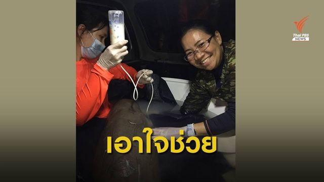 "ลูกพะยูน" เกยตื้นที่กระบี่ ถึงมือทีมสัตวแพทย์ ทช.