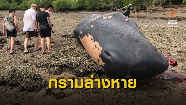 สูญเสีย "วาฬหัวทุย" สัตว์คุ้มครองเกยตื้นตายอีก 1 ตัวถูกตัดกราม