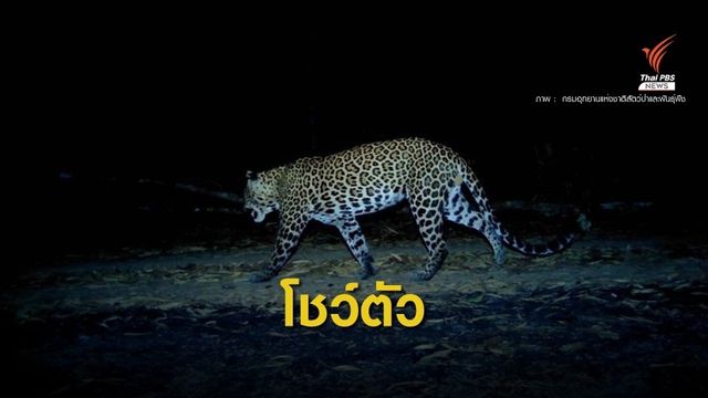 "สลักพระ" โชว์ภาพสัตว์ป่าหายากรวมตัว-ชี้วัดความสมบูรณ์