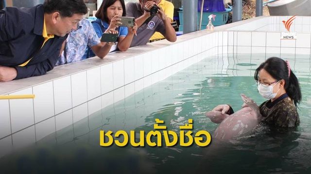 ทช.ชวนตั้งชื่อ "ลูกพะยูน" เกยตื้นที่กระบี่