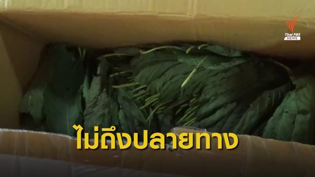 เร่งขยายผลแอบส่ง "ใบกระท่อม" ผ่านเคอรี่ จ.แพร่