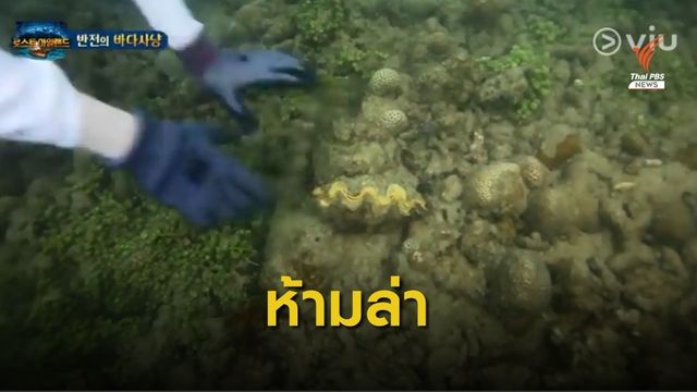 แจ้งจับรายการ Law of The Jungle กิน "หอยมือเสือ" สัตว์คุ้มครอง