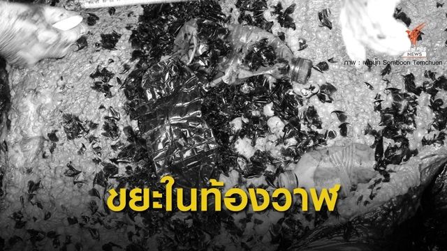 ตะลึง! เจอขยะพลาสติก 4 ชิ้นในท้องวาฬหัวทุย จ.กระบี่ 