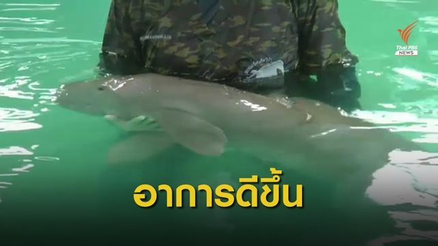 พะยูนวัย 3 เดือน เกยตื้นชายหาดกระบี่อาการเริ่มดีขึ้น