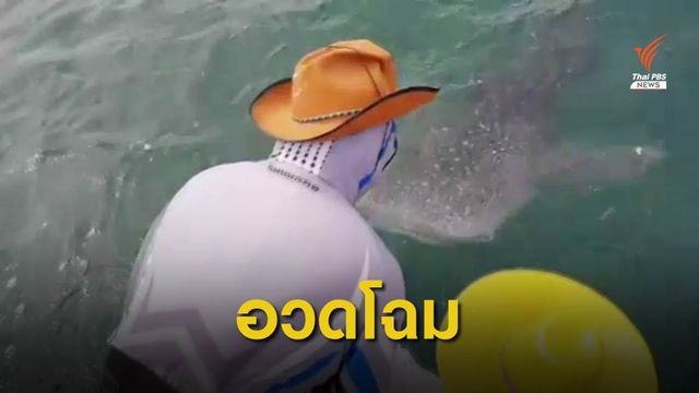 พบฉลามวาฬโผล่ใกล้อุทยานฯสามร้อยยอด จ.ประจวบคีรีขันธ์