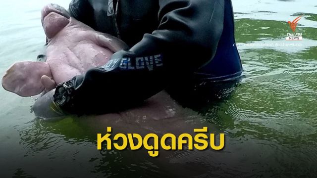 สัตวแพทย์ห่วงลูกพะยูน "มาเรียม" ดูดครีบจนเป็นแผล