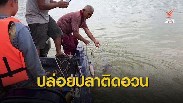 ปล่อยปลาไข่เต็มท้องติดอวนดักจับในเขื่อนวชิราลงกรณ์