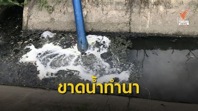 แล้งจัด! ชาวนาสุพรรณ ยอมเสี่ยงสูบน้ำเสียทำนา 