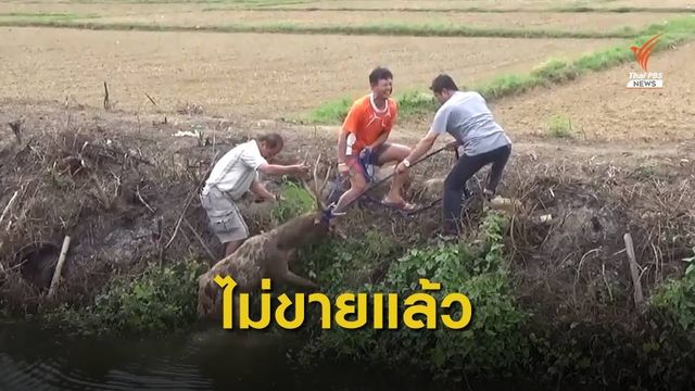 ชาวบ้านช่วย "กวางรูซ่า" หนีถูกจับขาย ตกคลองกลางทุ่งนา จ.แพร่