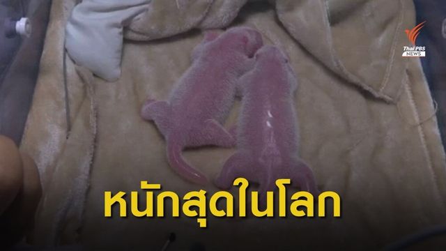 แพนด้าแฝดเกิดใหม่หนักที่สุดในโลก