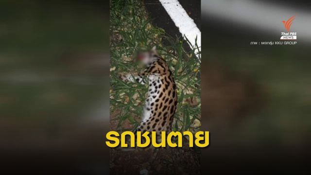 พบซากสัตว์คล้าย "แมวดาว" ถูกรถชนตายใน ม.ขอนแก่น