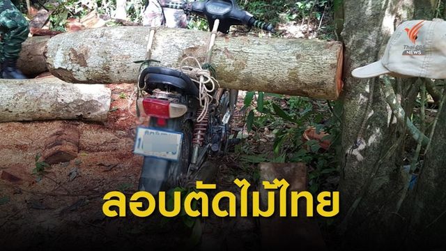 มอดไม้ชาวกัมพูชา ปรับแผนส่งเด็ก-ผู้หญิง ลอบตัดไม้ป่าไทย 