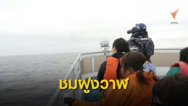 นักท่องเที่ยวแห่ชม "วาฬ" ในญี่ปุ่น ค้านล่าเชิงพาณิชย์