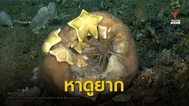 พบ "ปลาดาวพาสต้า" ในแคลิฟอร์เนีย