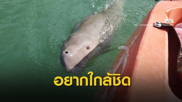 แห่เซลฟี่ "มาเรียม" ใกล้ชิดต้องจำกัดนักท่องเที่ยวชม 30 คนต่อรอบ 