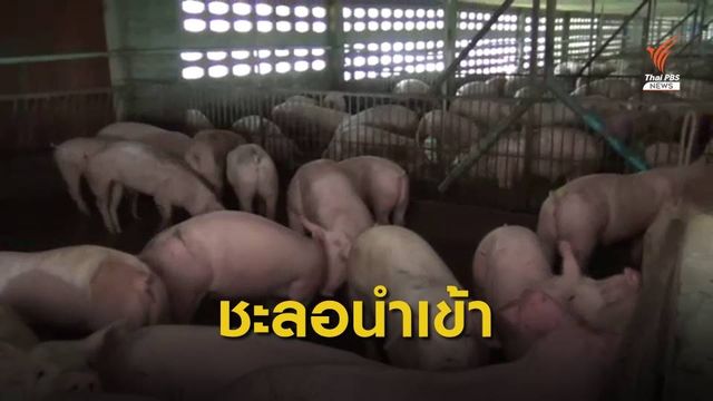 ปศุสัตว์สั่งชะลอนำเข้าหมูจากกัมพูชา ป้องกันอหิวาต์แอฟริกา