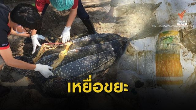 ตะลึง! เจอถุงพลาสติก 9 ชิ้นเต่ามะเฟืองถูกใบพัดตาย
