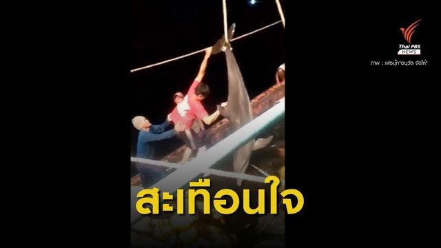 สั่งล่าเรือประมงไทยจับ "โลมาปากขวด" 10 ตัวขึ้นเรือ