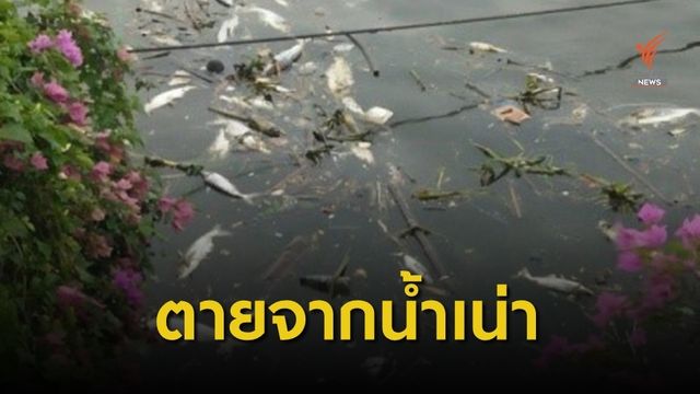 คพ.สรุปปลาตาย 2 วัดริมเจ้าพระยา ค่าออกซิเจนต่ำ-อาหารตกค้าง