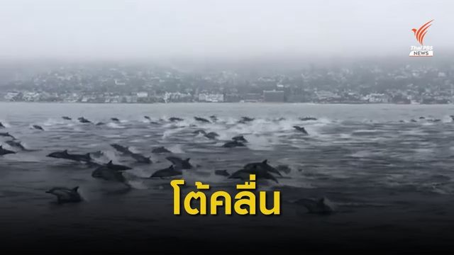 ฝูงโลมานับร้อยตัวโผล่โต้คลื่นในสหรัฐฯ   