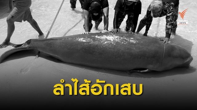  ทช.สรุปผลชันสูตรซากพะยูนเกาะพีพี "ป่วยตาย"