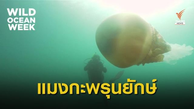 พบ "แมงกะพรุนยักษ์" ขนาดเทียบเท่ามนุษย์ นอกชายฝั่งอังกฤษ