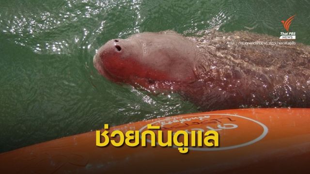 เสนอตั้งคณะทำงานร่วม 3 จังหวัดดูแลพะยูน