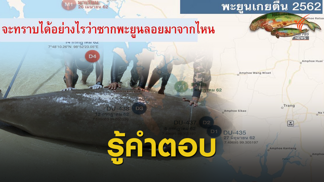 ทช.ชี้พะยูน 5 ตัวตายทะเลกระบี่-ตรัง เจอรอยเครื่องมือประมง